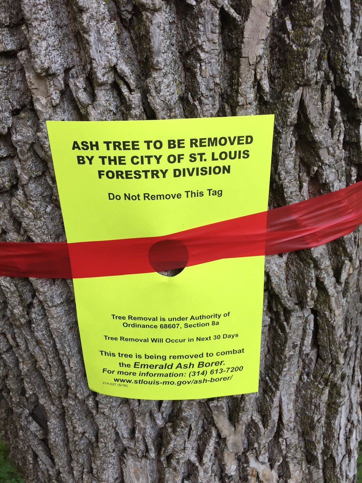 Ash tree removal sign
